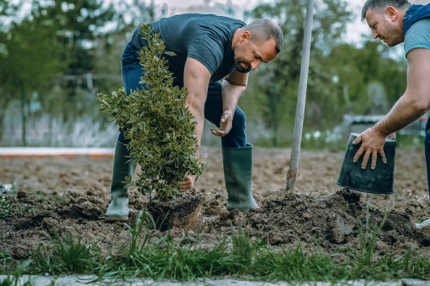 Best Palm Tree Trimming  in Chester, VA